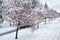 Snow-covered trees in the town alley