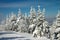 Snow covered trees in winter Carpathian