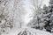 Snow covered trees in winter and empty trail