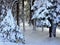 Snow covered trees and Winter forest path in Bridgton, Maine Dec. 2014 by Eric L. Johnson Photography