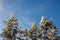 Snow covered treetops against blue sky