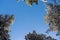 Snow covered treetops against blue sky