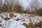 Snow covered tussocks and hummocks of grass