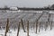 Snow covered vineyard in winter