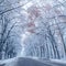 Snow-covered wayside trees.