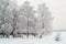 Snow covered white birches on lake shore