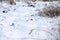 Snow-covered wild swamp with a lot of yellow reeds, covered with a layer of snow. Winter landscape in marshland