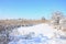 Snow-covered wild swamp with a lot of yellow reeds, covered with a layer of snow. Winter landscape in marshland