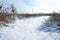 Snow-covered wild swamp with a lot of yellow reeds, covered with a layer of snow. Winter landscape in marshland