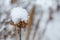 Snow covered wildflower standing alone in snow-white snowdrift. Hush and serenity. First snow.Winter natural background.
