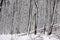 Snow covered wintry forest