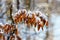 Snow-covered withered leaves in the forest on a blurred background