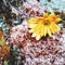 Snow-covered yellow flowers. Square format