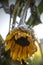 A snow-covered yellow-orange sunflower with a black center on a branch