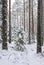 Snow covered young spruce in the winter forest, pine tree trunks and snow, Nuuksio national park
