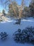 Snow covering the ground and trees and shrubs