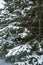 Snow covers pine tree