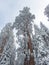 Snow covers the tops of giant sequoia and redwood trees