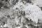 Snow-cowered fir branches. Winter blur background. Frost tree