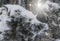 Snow-cowered fir branches. Winter blur background. Frost tree