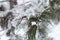 Snow-cowered fir branches. Winter blur background. Frost tree