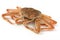 Snow crab(female)