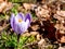 Snow crocus blooms with autumn leaves