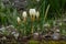 Snow Crocus chrysanthus Cream Beauty, creamy-white flowers