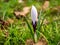 Snow crocus mix blooms in February