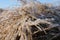 Snow crystals, frost on the dry grass in the winter, sparkle snow