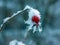Snow crystals on a scarlet rosehip