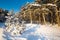 Snow Curonian Spit dunes in January winter sunny day. Blue sky and sea, forest evergreen trees in snow. Wonderful