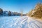 Snow Curonian Spit dunes in January winter sunny day. Blue sky and sea, forest evergreen trees in snow. Wonderful