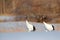 Snow dance in nature. Wildlife scene from snowy nature. Cold winter. Snowy. Snowfall two Red-crowned crane in snow meadow, with