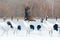 Snow dance in nature. Wildlife scene from snowy nature. Cold winter. Snowy. Snowfall two Red-crowned crane in snow meadow, with