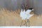 Snow dance in nature. Wildlife scene from snowy nature. Cold winter. Snowy. Snowfall two Red-crowned crane in snow meadow, with sn