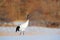 Snow dance in nature. Wildlife scene from snowy nature. Cold winter. Snowy. Snowfall two Red-crowned crane in snow meadow, with sn