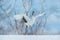 Snow dance in nature. Wildlife scene from snowy nature. Dancing Red-crowned crane with open wing in flight, with snow storm, Hokka