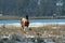 Snow day on Assateague