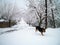 Snow and dog in Baix Penedes Tarragona Montmell