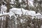 Snow drift in the form of a mysterious animal in a pine forest.