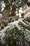 Snow-Drifted Firs: Wintry Tranquility in Latvija\\\'s Pokainu Mezs
