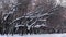 Snow drifts on the branches of trees in the winter Park in alley of trees