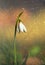 Snow drop on colorful background