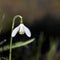 Snow drop in early spring