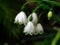 Snow drop flowers after the rain.