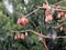 Snow drop tree, Silverbell Tree, Halesia Carolina. Seed pods on the branches