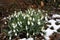 SNOW DROPS FLOWERS IN LIGHT SNOW FALLS