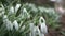 Snow drops in winter close up