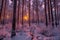 snow-dusted pine forest at sunset